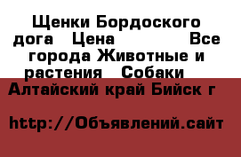 Щенки Бордоского дога › Цена ­ 60 000 - Все города Животные и растения » Собаки   . Алтайский край,Бийск г.